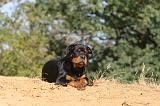 ROTTWEILER 056